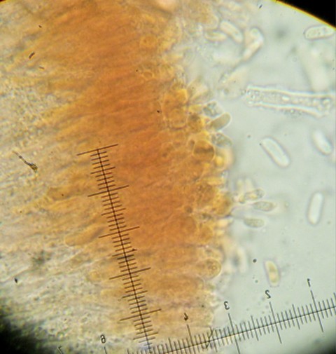 Stereum sanguinolentum?